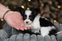 Chiclet, a female Papillon for sale in Youngstown, OH – Photo 7 of 8
