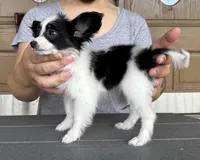 Chiclet, a female Papillon for sale in Youngstown, OH – Photo 9 of 10