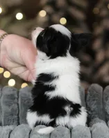Chiclet, a female Papillon for sale in Youngstown, OH – Photo 8 of 8