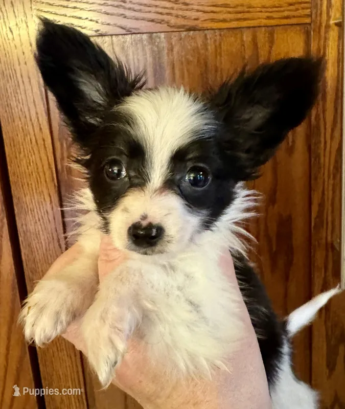 Chiclet – Papillon puppy for sale in Youngstown, OH