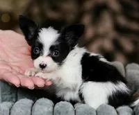 Chiclet, a female Papillon for sale in Youngstown, OH – Photo 6 of 8