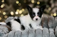 Chiclet, a female Papillon for sale in Youngstown, OH – Photo 2 of 8