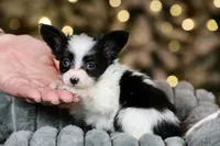 Chiclet, a female Papillon for sale in Youngstown, OH – Photo 3 of 8