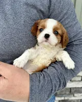 Cannoli, a female Cavalier King Charles Spaniel for sale in Youngstown, OH – Photo 3 of 10