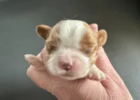 Cannoli, a female Cavalier King Charles Spaniel for sale in Youngstown, OH – Photo 3 of 10