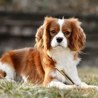 Cannoli, a female Cavalier King Charles Spaniel for sale in Youngstown, OH – Photo 8 of 10