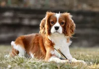 Cannoli, a female Cavalier King Charles Spaniel for sale in Youngstown, OH – Photo 7 of 10