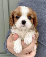 Cannoli, a female Cavalier King Charles Spaniel for sale in Youngstown, OH – Photo 2 of 10