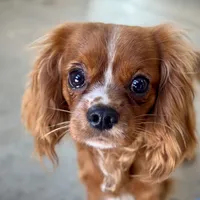Cannoli, a female Cavalier King Charles Spaniel for sale in Youngstown, OH – Photo 9 of 10