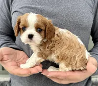 Cannoli, a female Cavalier King Charles Spaniel for sale in Youngstown, OH – Photo 5 of 10