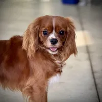Cannoli, a female Cavalier King Charles Spaniel for sale in Youngstown, OH – Photo 10 of 10