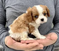 Cannoli, a female Cavalier King Charles Spaniel for sale in Youngstown, OH – Photo 4 of 10