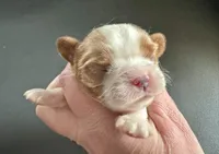 Cannoli, a female Cavalier King Charles Spaniel for sale in Youngstown, OH – Photo 2 of 10