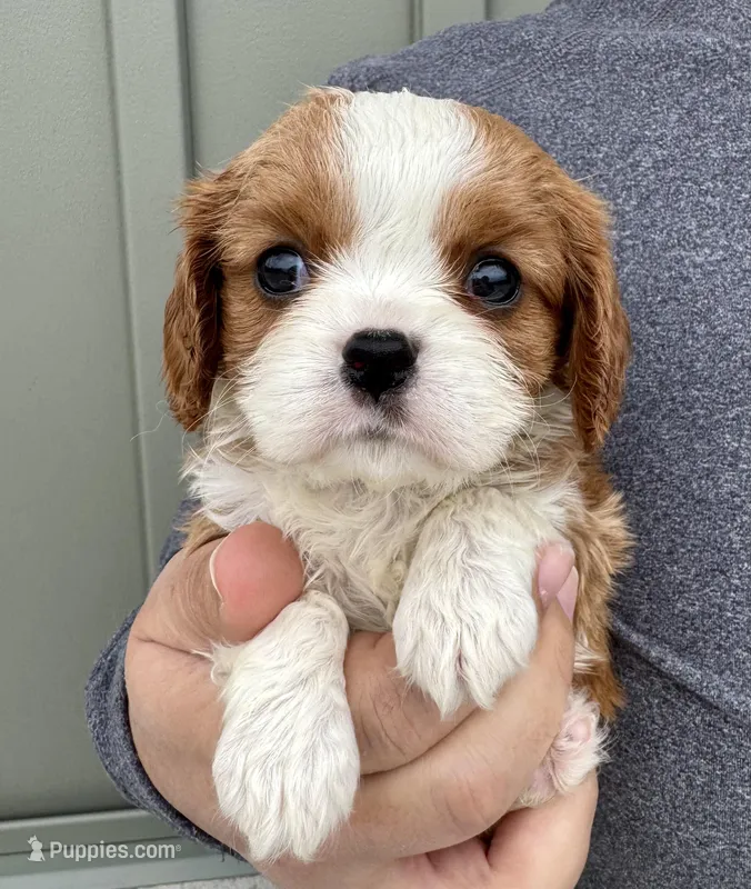 Cannoli – Cavalier King Charles Spaniel puppy for sale in Youngstown, OH