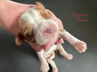 Cannoli, a female Cavalier King Charles Spaniel for sale in Youngstown, OH – Photo 1 of 10