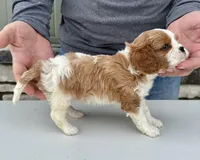 Cannoli, a female Cavalier King Charles Spaniel for sale in Youngstown, OH – Photo 6 of 10