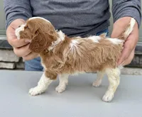 Cannoli, a female Cavalier King Charles Spaniel for sale in Youngstown, OH – Photo 7 of 10