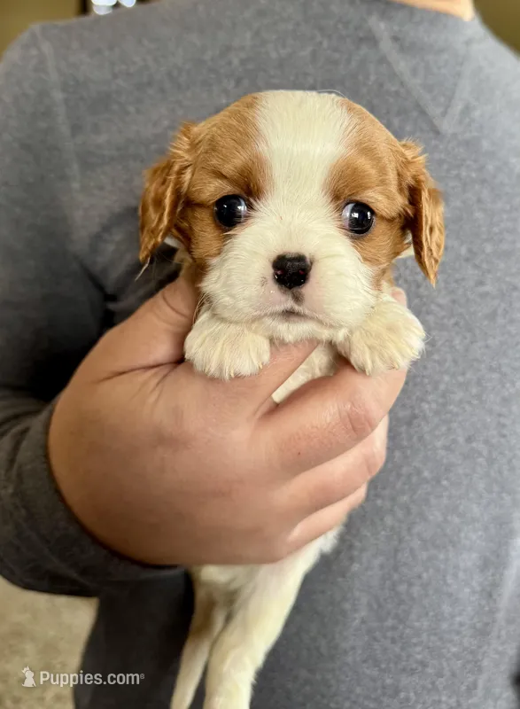 Cannoli – Cavalier King Charles Spaniel puppy for sale in Youngstown, OH