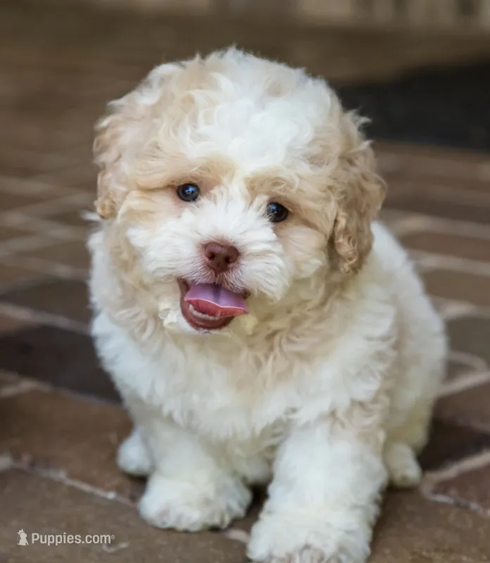 Sullivan – Shihpoo puppy for sale in Youngstown, OH