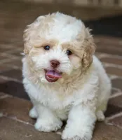 Sullivan, a male Shihpoo for sale in Youngstown, OH – 7 of 10
