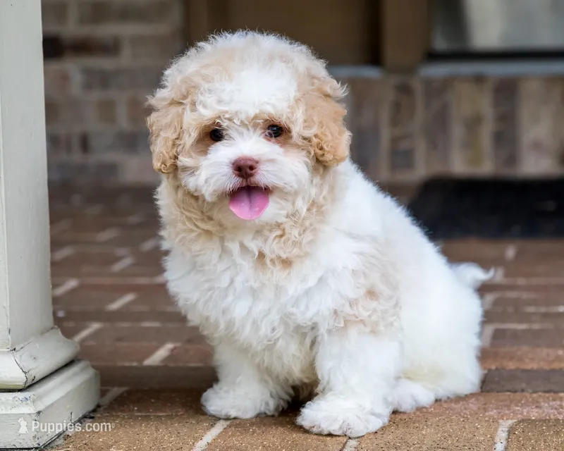 Sullivan – Shihpoo puppy for sale in Youngstown, OH