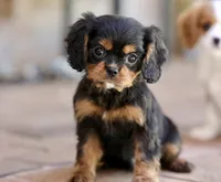 Keebler, a male Cavalier King Charles Spaniel for sale in Youngstown, OH – 3 of 8