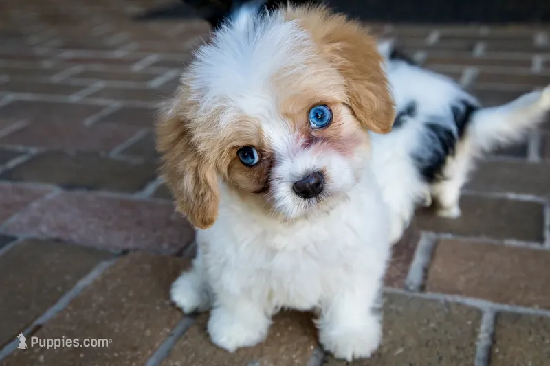 Jax – Cavapoo puppy for sale in Youngstown, OH