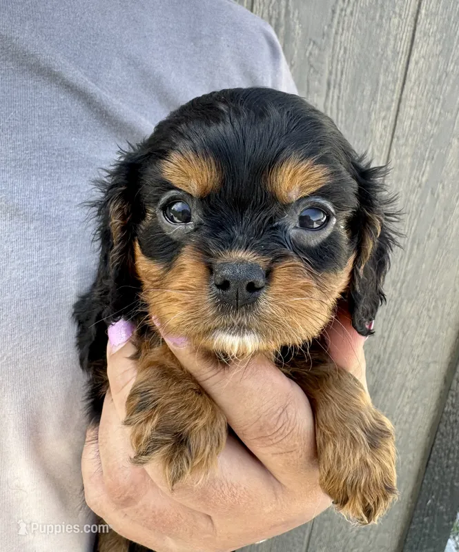 Keebler – Cavalier King Charles Spaniel puppy for sale in Youngstown, OH
