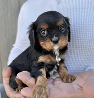 Lorna Doone, a female Cavalier King Charles Spaniel for sale in Youngstown, OH – 2 of 10