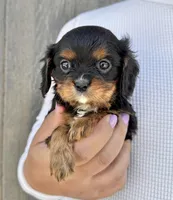 Lorna Doone, a female Cavalier King Charles Spaniel for sale in Youngstown, OH – 5 of 10