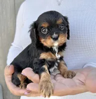 Lorna Doone, a female Cavalier King Charles Spaniel for sale in Youngstown, OH – 7 of 10