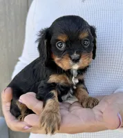 Lorna Doone, a female Cavalier King Charles Spaniel for sale in Youngstown, OH – 8 of 10