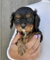 Lorna Doone, a female Cavalier King Charles Spaniel for sale in Youngstown, OH – 3 of 10