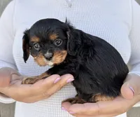 Lorna Doone, a female Cavalier King Charles Spaniel for sale in Youngstown, OH – 9 of 10