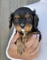Lorna Doone, a female Cavalier King Charles Spaniel for sale in Youngstown, OH – 6 of 10