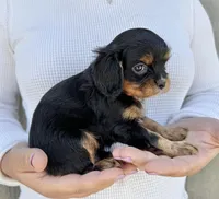 Lorna Doone, a female Cavalier King Charles Spaniel for sale in Youngstown, OH – 10 of 10