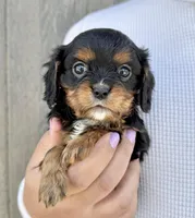 Lorna Doone, a female Cavalier King Charles Spaniel for sale in Youngstown, OH – 4 of 10
