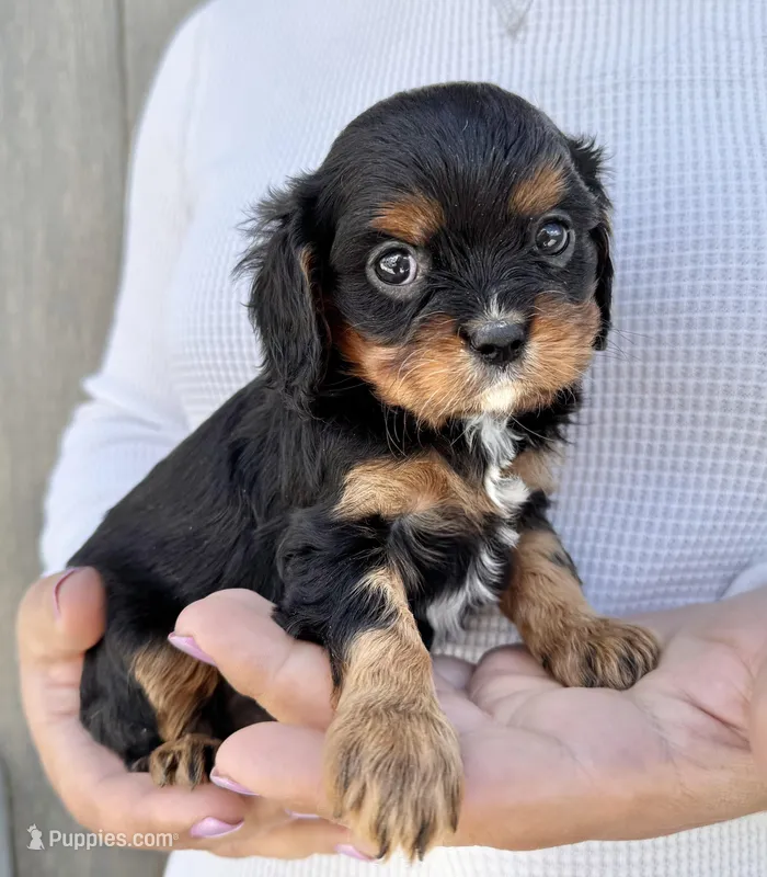 Lorna Doone – Cavalier King Charles Spaniel puppy for sale in Youngstown, OH