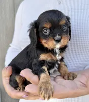 Lorna Doone, a female Cavalier King Charles Spaniel for sale in Youngstown, OH – 1 of 10