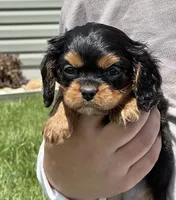 Triscuit, a female Cavalier King Charles Spaniel for sale in Youngstown, OH – 3 of 7