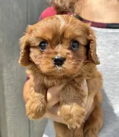 Noona, a female Cavalier King Charles Spaniel for sale in Youngstown, OH – 1 of 10