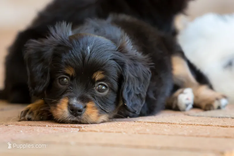 CAVALON Sherwin – Cavalier King Charles Spaniel, Papillon puppy for sale in Youngstown, OH