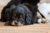CAVALON Sherwin, a male Cavalier King Charles Spaniel and Papillon for sale in Youngstown, OH – 1 of 9