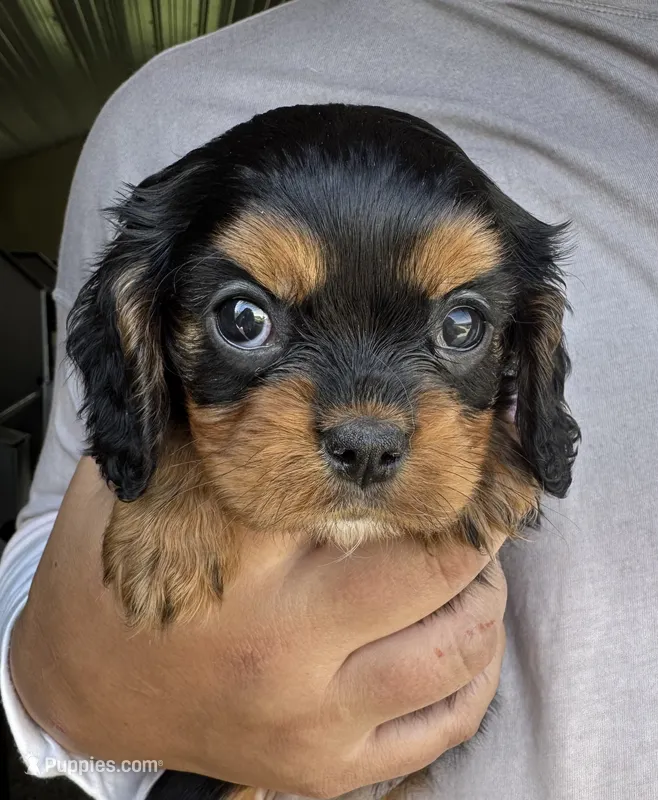 Triscuit – Cavalier King Charles Spaniel puppy for sale in Youngstown, OH