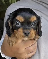 Triscuit, a female Cavalier King Charles Spaniel for sale in Youngstown, OH – 1 of 7