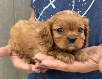 Penny, a female Cavalier King Charles Spaniel for sale in Youngstown, OH – 8 of 10
