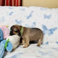 Green Collar, a male French Bulldog for sale in Sugar Land, TX – Photo 5 of 9