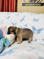 Green Collar, a male French Bulldog for sale in Sugar Land, TX – Photo 5 of 8