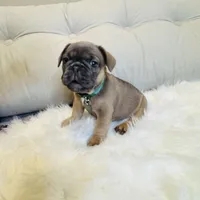 Green Collar, a male French Bulldog for sale in Sugar Land, TX – Photo 2 of 9