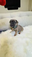 Green Collar, a male French Bulldog for sale in Sugar Land, TX – Photo 1 of 8